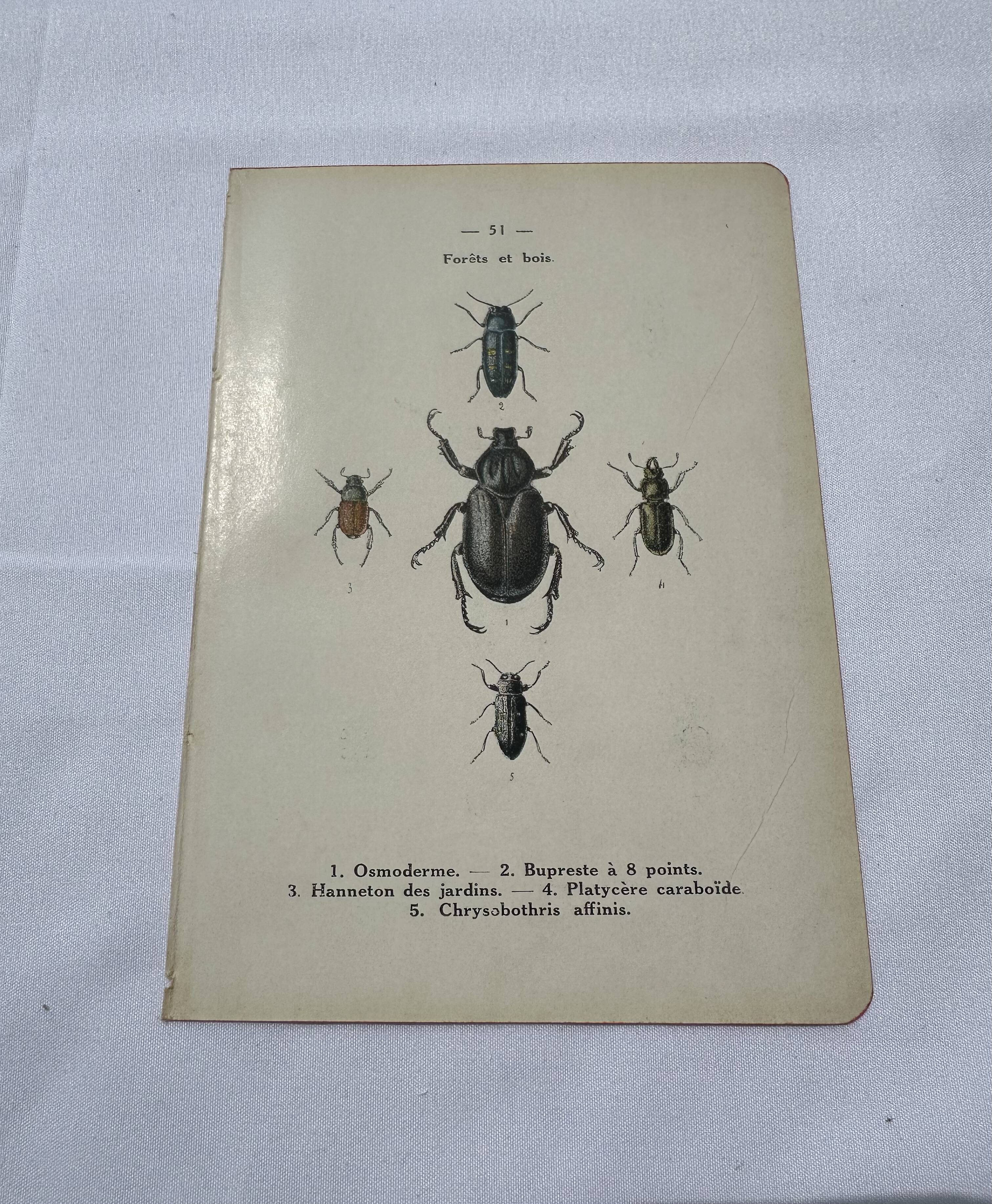 Old double-sided lithographic botanical plate.