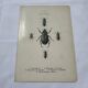 Old double-sided lithographic botanical plate.