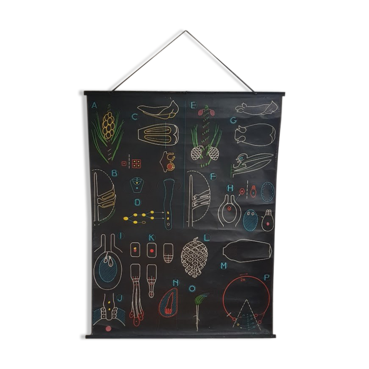 Vintage school poster by Paul Sougy - Le Pin, 1952