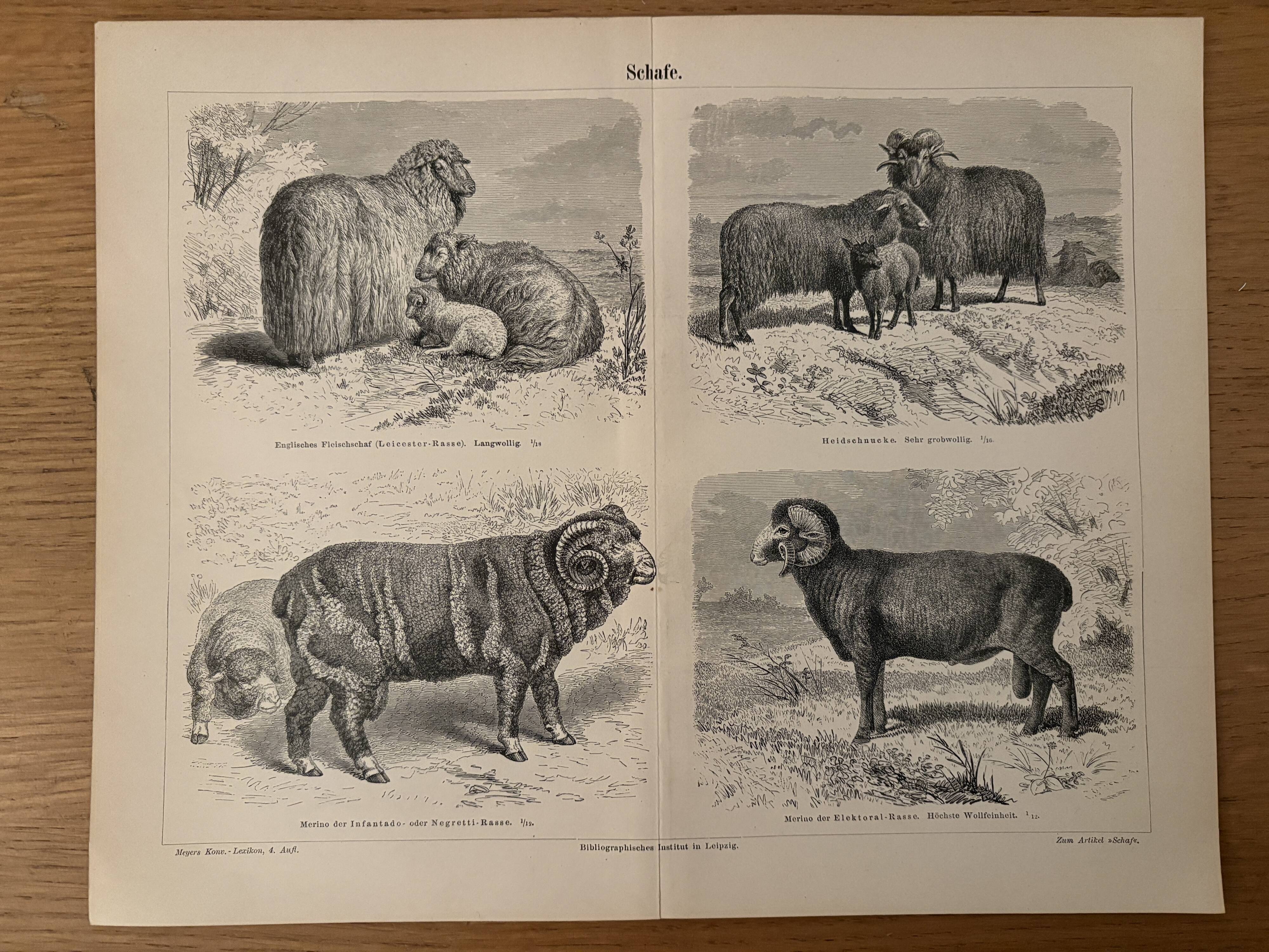 Gravure vintage sur les moutons