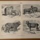 Gravure vintage sur les moutons