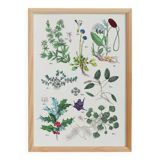 Poster on plants, after an engraving from 1881 (sanguisorba officinalis, globular)