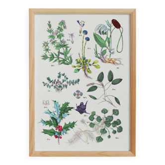 Affiche sur les plantes, d'après une gravure de 1881 (sanguisorba officinalis, globulaire)