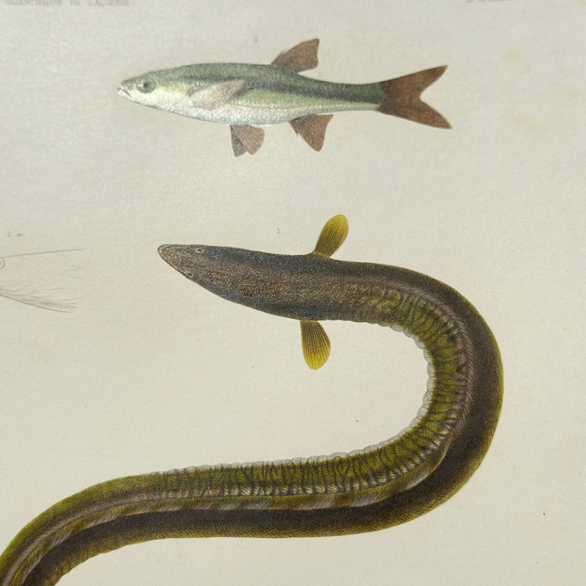 Original Engraving 1840 Coloured Hand-drawn Naturalist Exploration