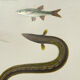 Original Engraving 1840 Coloured Hand-drawn Naturalist Exploration