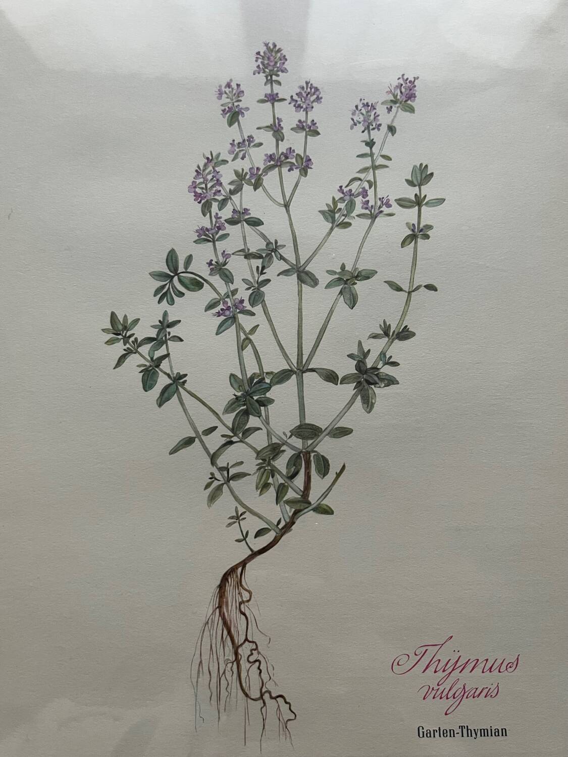 Thyme plant poster