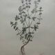 Thyme plant poster
