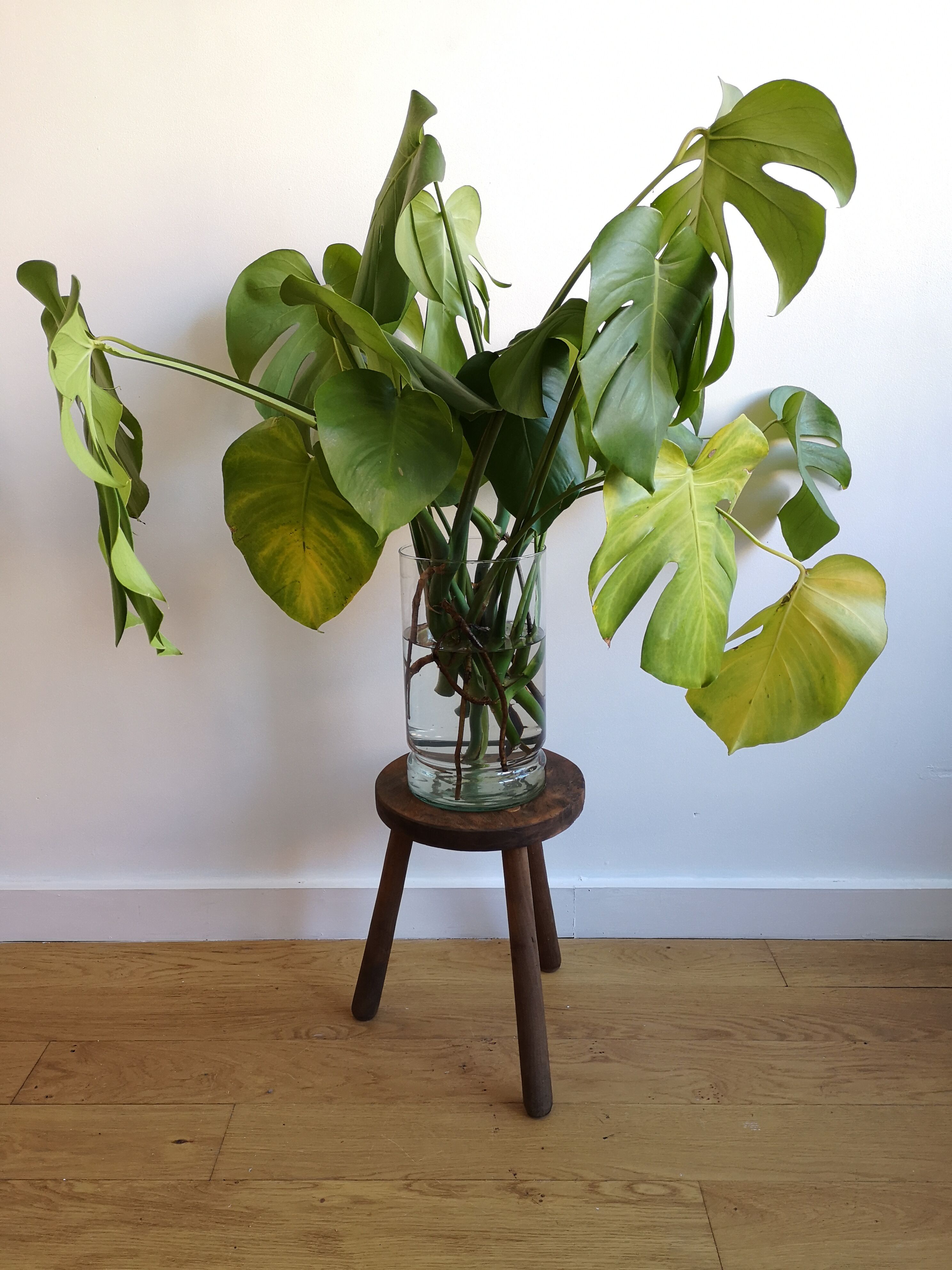 Dark wood tripod stab