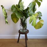 Dark wood tripod stab