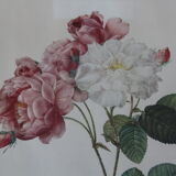 Framed engraving by P.J. Redouté Rosier de Cels