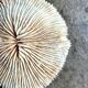 Fungia, white coral