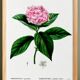 Botanical poster on the Hydrangea, after an engraving from 1802