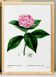 Affiche botanique sur l'Hortensia, d’après une gravure de 1802