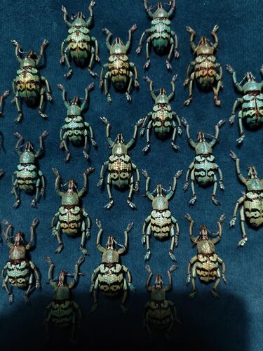 Histoire naturelle entomologie cadre coléoptères eupholus chevrolati
