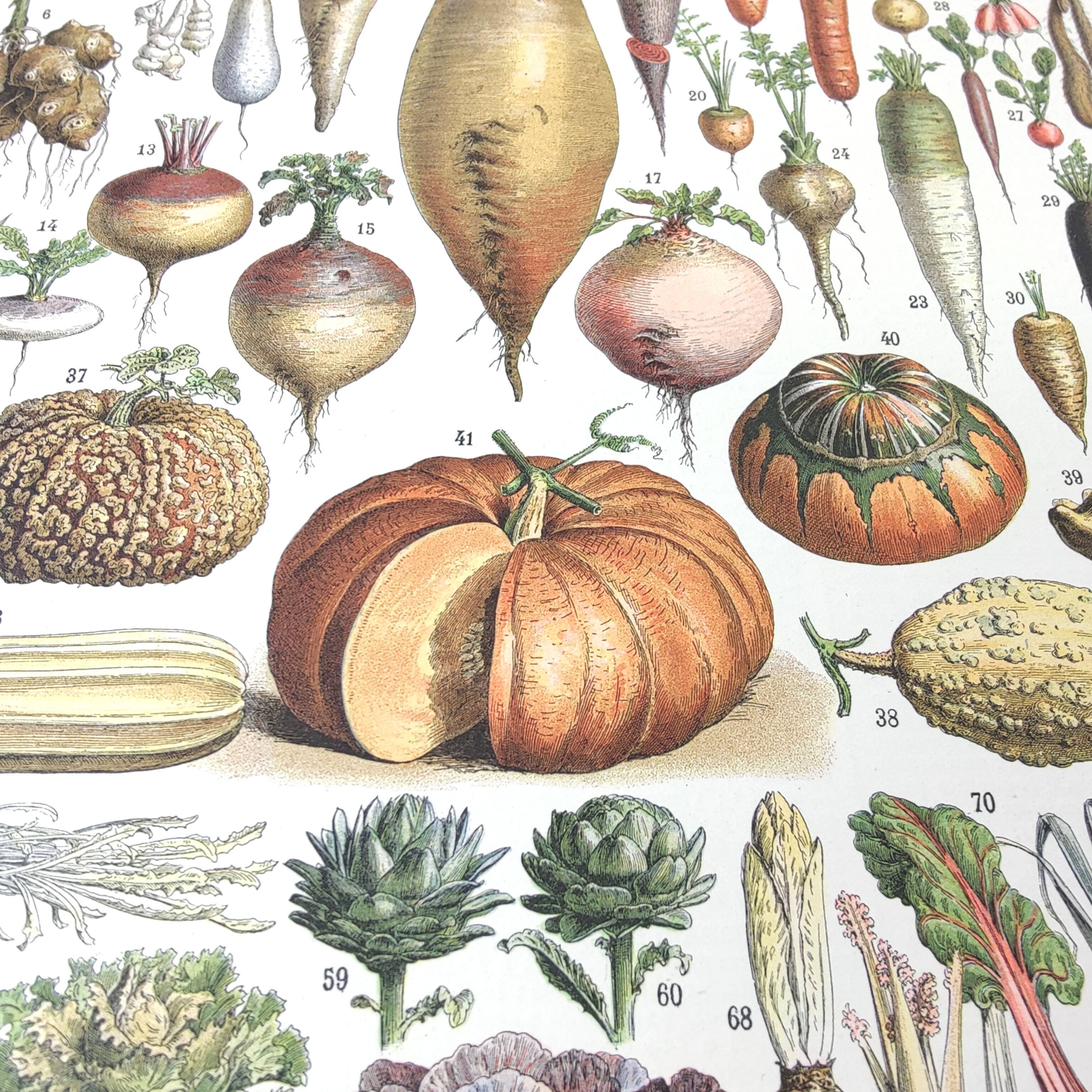 Vintage lithograph plate vegetables and plants from the vegetable garden 1900