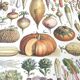 Vintage lithograph plate vegetables and plants from the vegetable garden 1900