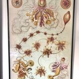 Triptyque Haeckel - « Formes artistiques de la nature » 40x60cm chacun
