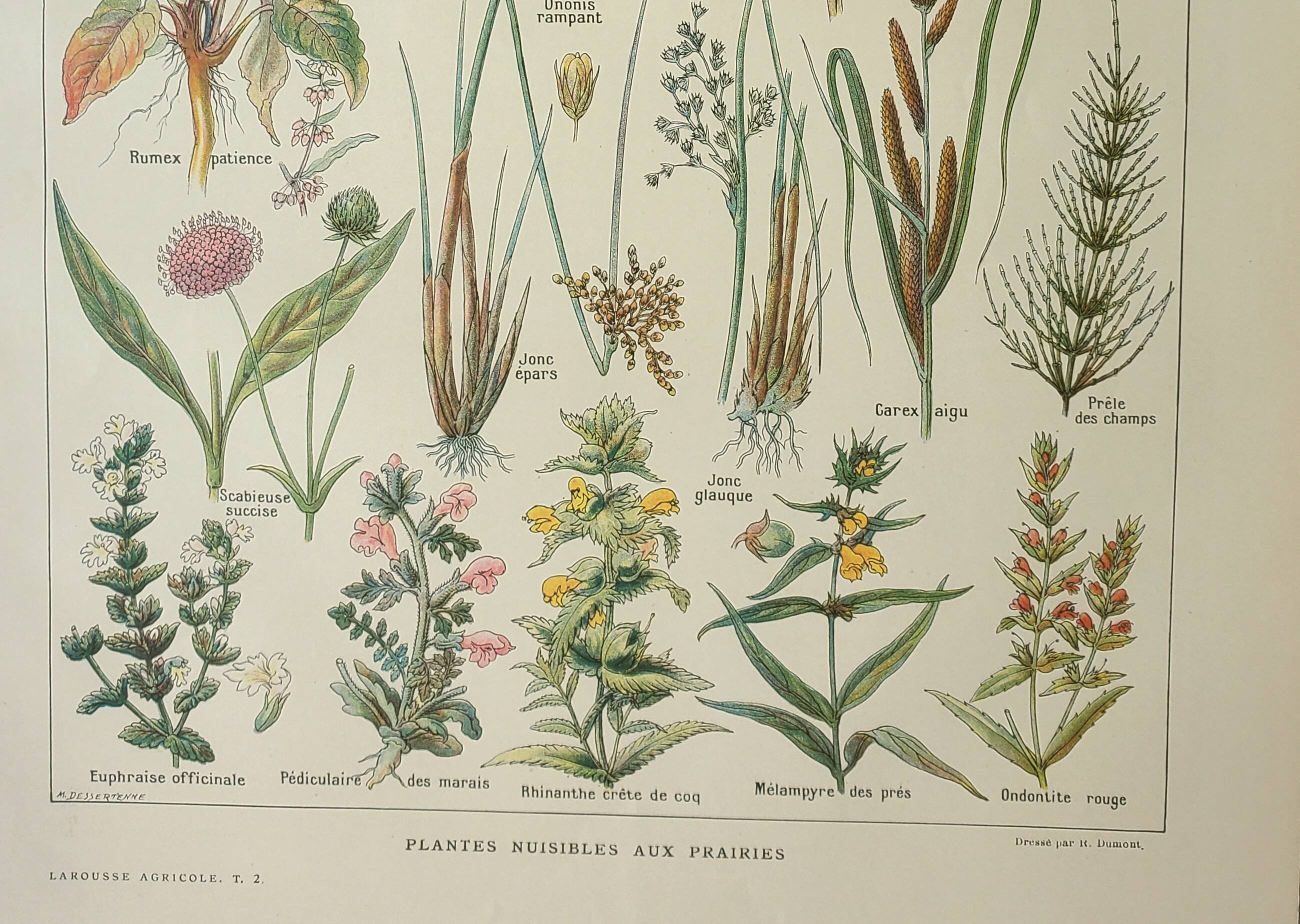 Old engraving 1922, Flora harmful to meadows, wild plant • Lithograph, original illustration