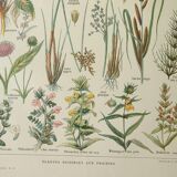 Old engraving 1922, Flora harmful to meadows, wild plant • Lithograph, original illustration