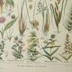 Old engraving 1922, Flora harmful to meadows, wild plant • Lithograph, original illustration