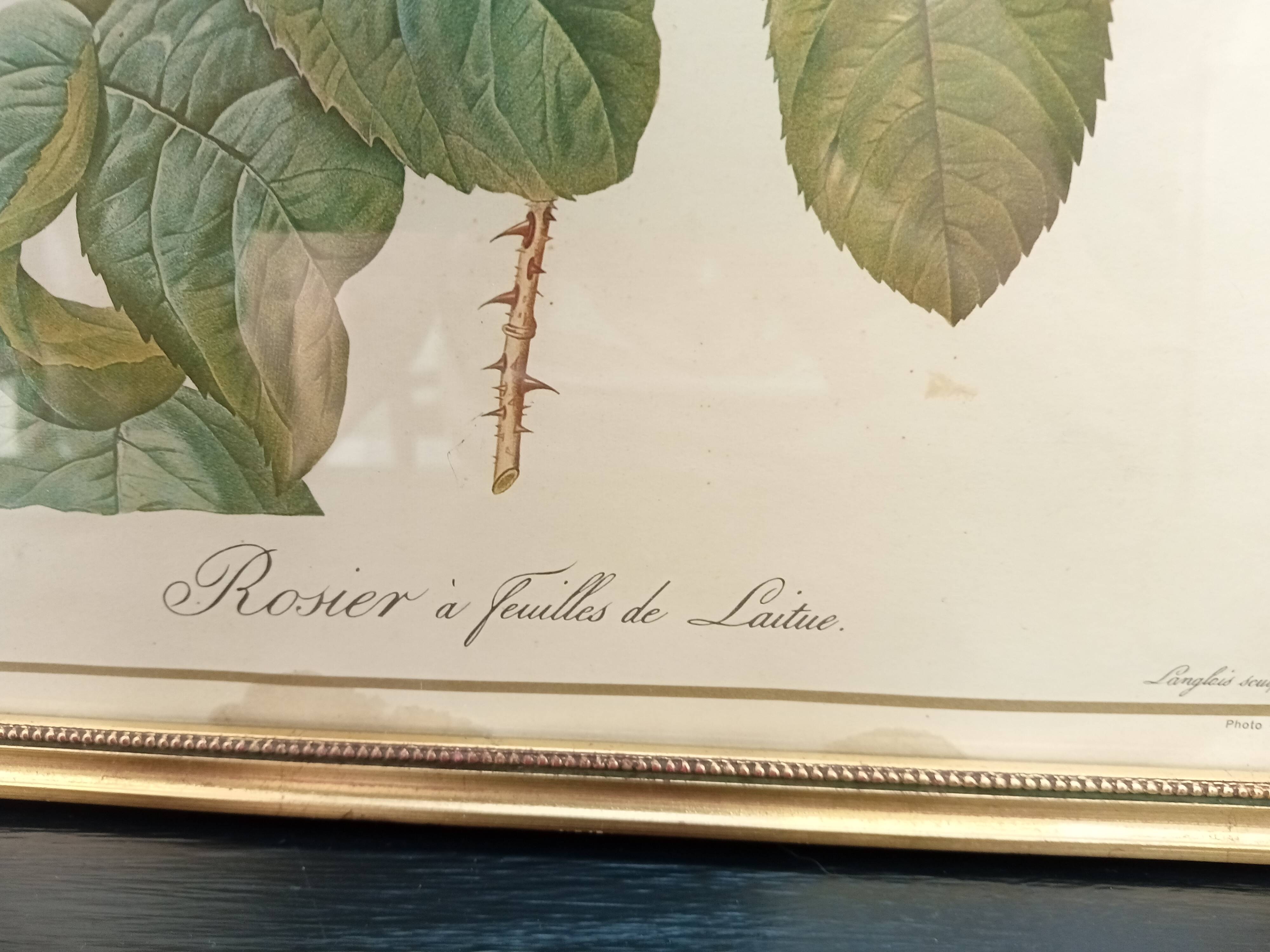 Redouté botanical board