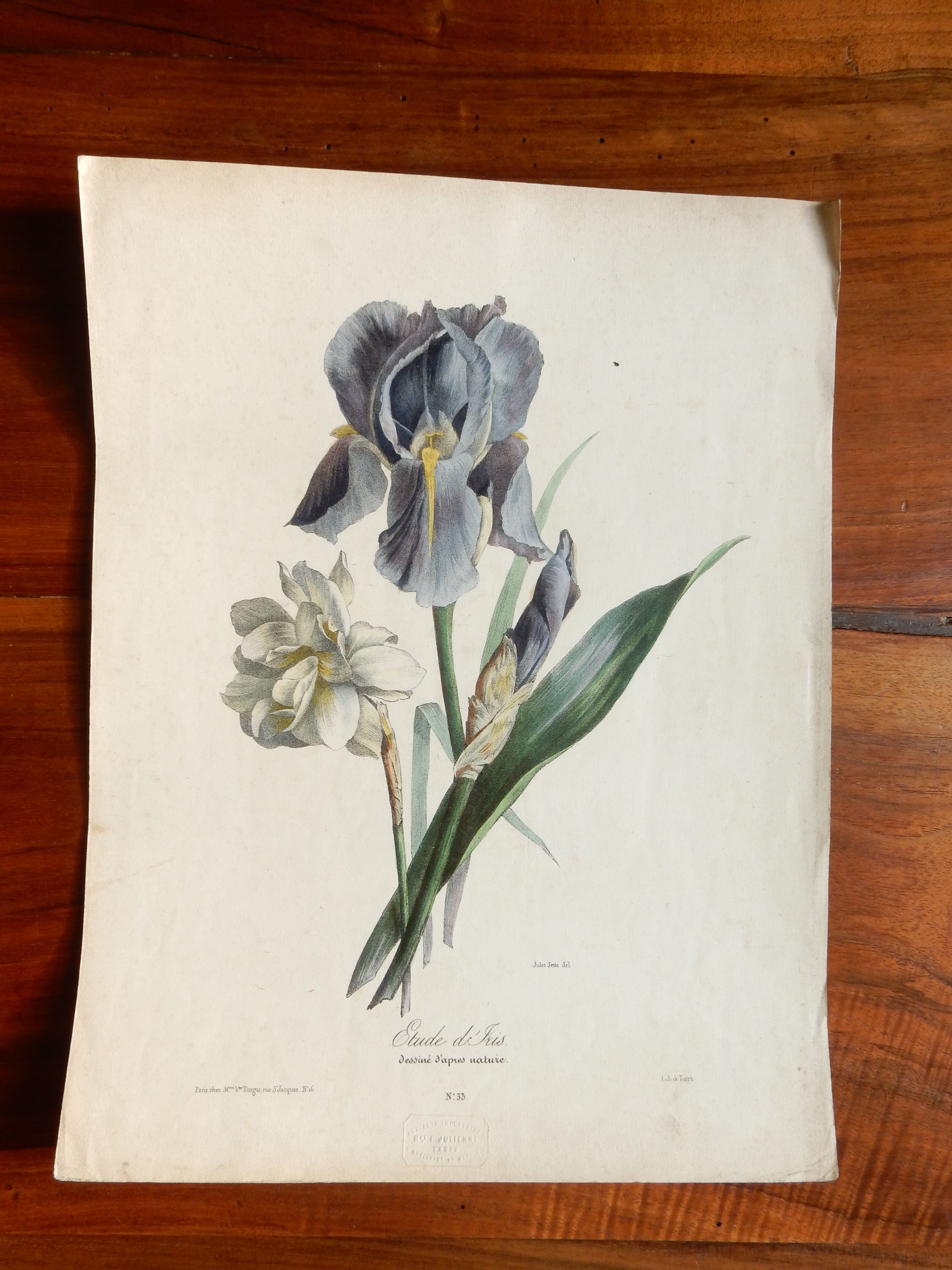 Iris botanical plate of the nineteenth century signed Turgas