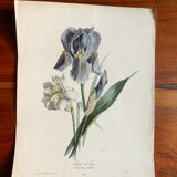 Iris botanical plate of the nineteenth century signed Turgas