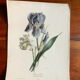 Planche botanique Iris du XIXème siècle signé Turgas