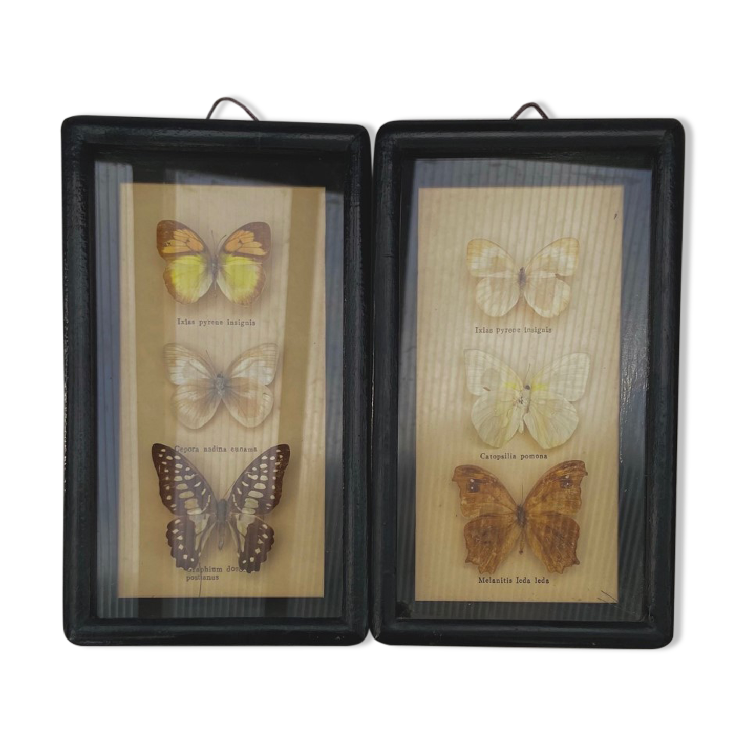 Frame duo with 3 butterflies each