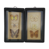 Frame duo with 3 butterflies each
