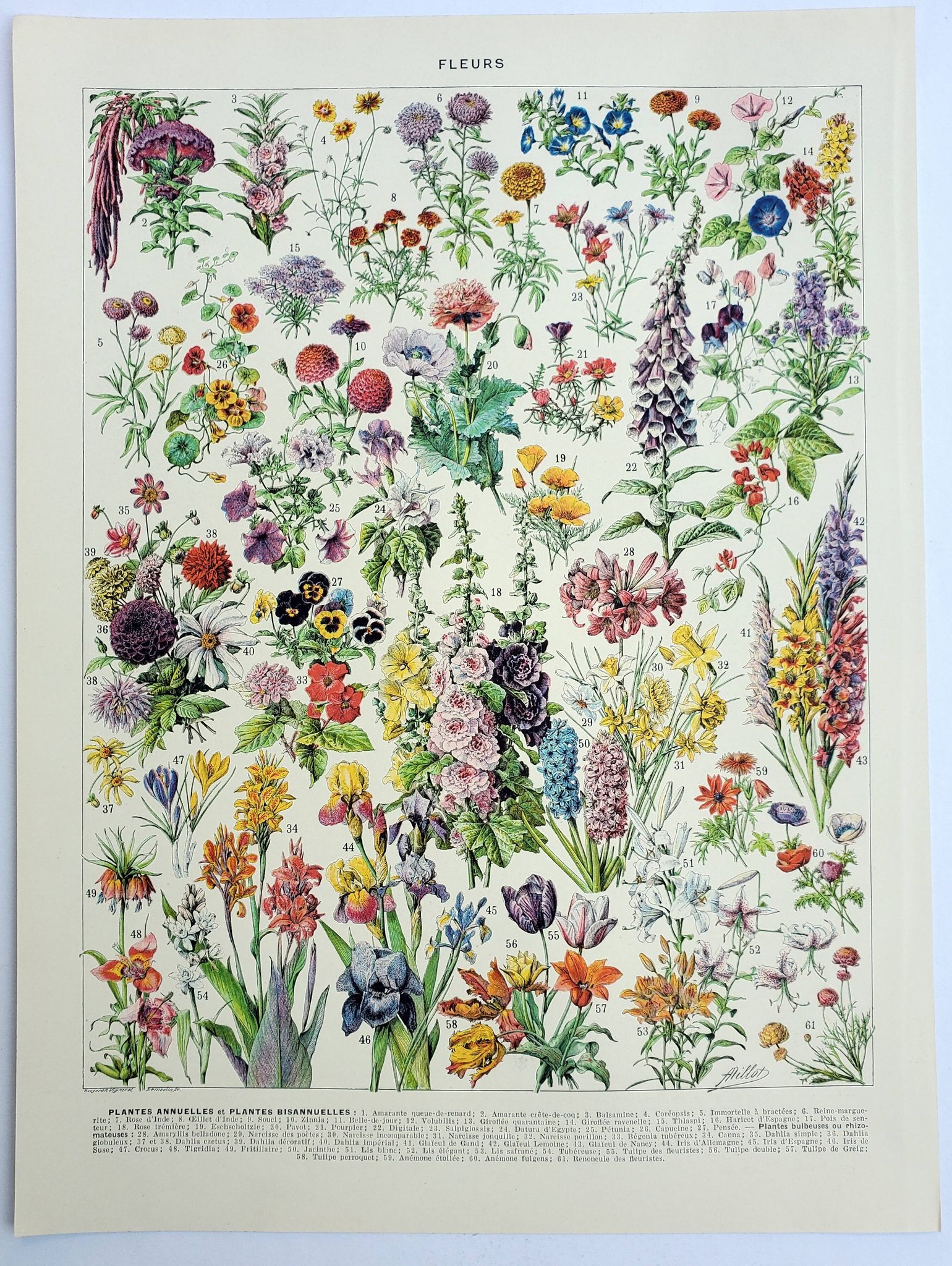 Antique engraving 1928, Flower 1, plant, flowerbed, horticulture • Lithograph, original illustration