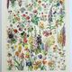 Antique engraving 1928, Flower 1, plant, flowerbed, horticulture • Lithograph, original illustration