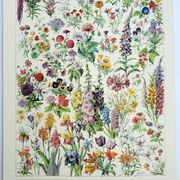 Antique engraving 1928, Flower 1, plant, flowerbed, horticulture • Lithograph, original illustration