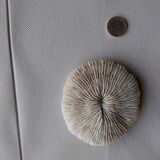 Corail Fungia