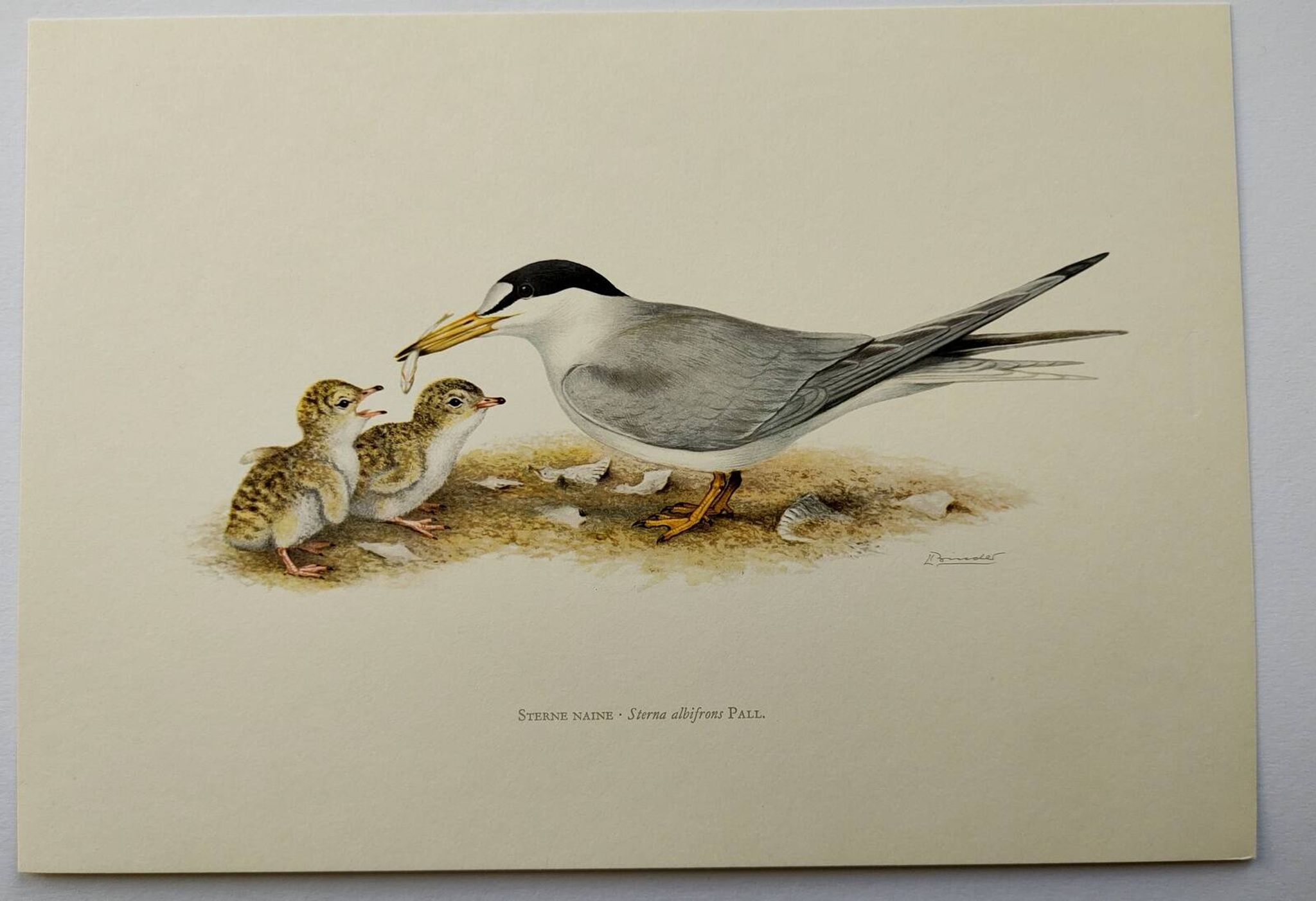 Planche ancienne ornithologie 1960 - Sterne Naine - Illustration plage mer