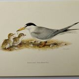 Old ornithology plate 1960 - Little Tern - Illustration beach sea