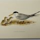 Old ornithology plate 1960 - Little Tern - Illustration beach sea