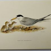 Planche ancienne ornithologie 1960 - Sterne Naine - Illustration plage mer