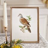 Chromolithograph golden frame bird Dove