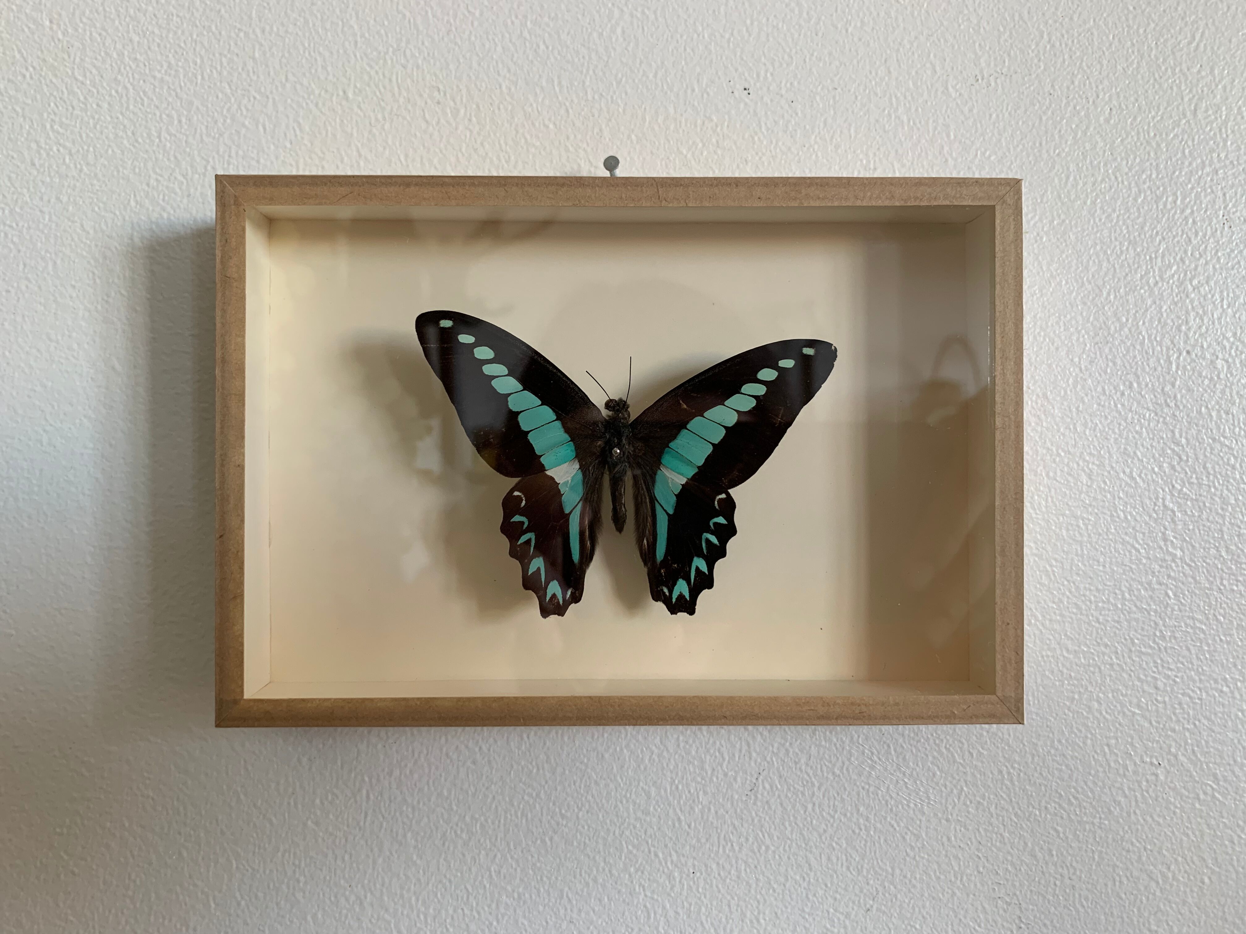 Naturalized butterfly / cabinet of curiosities