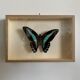 Naturalized butterfly / cabinet of curiosities
