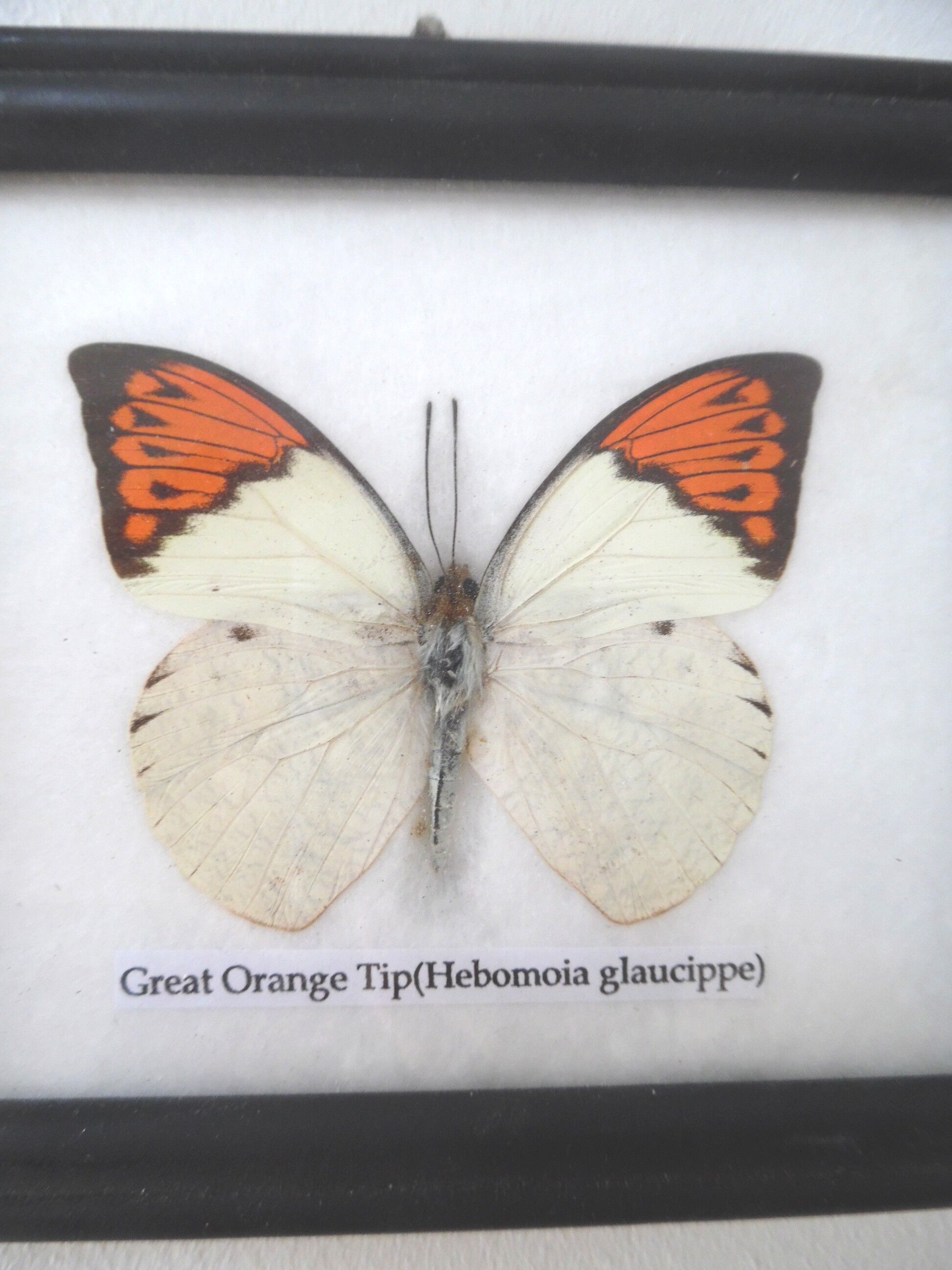 Frames mounted butterflies