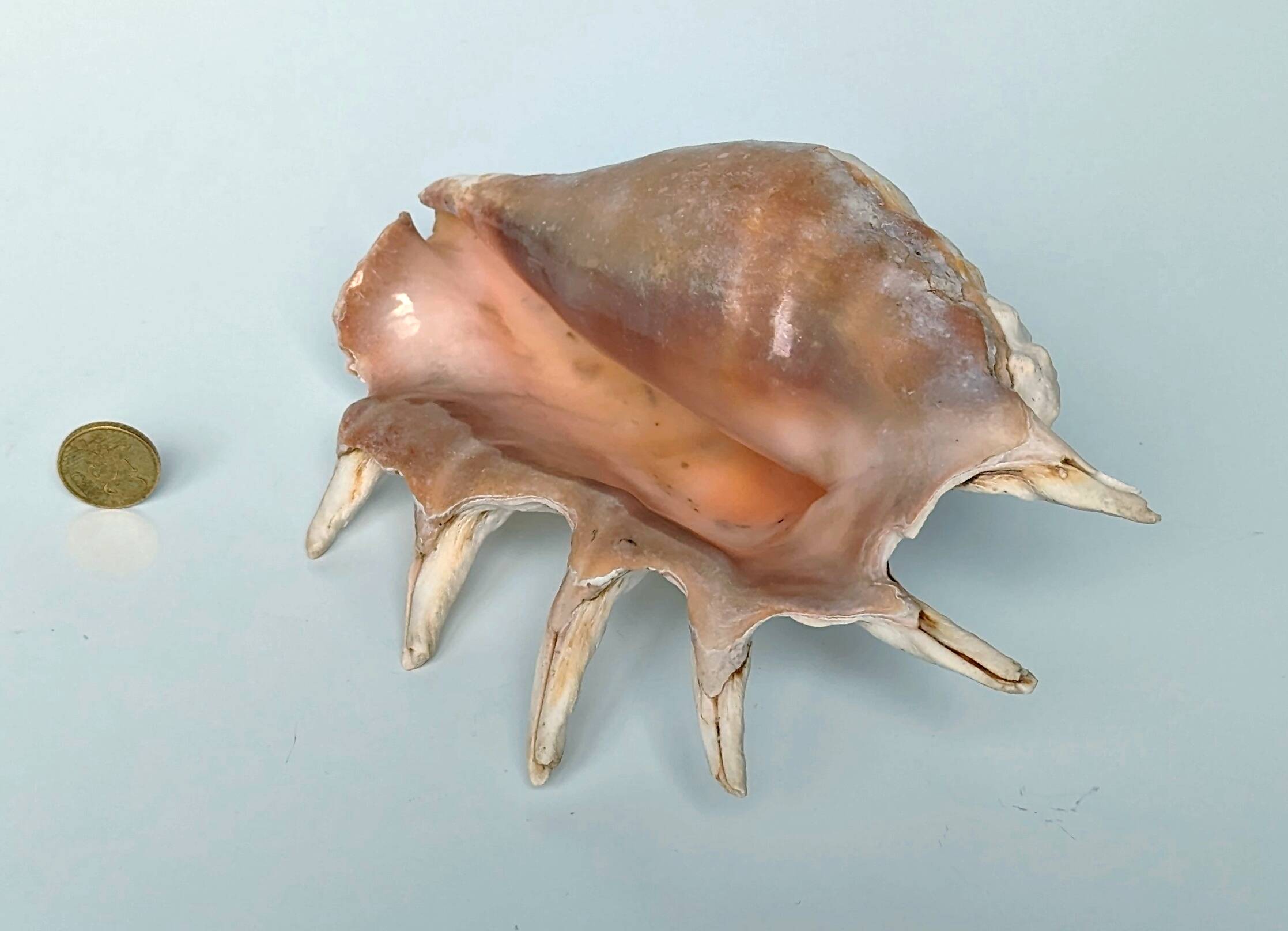 Large pink shell - Large Lambis - Strombidae - Lambis Truncata with 7 digitizations