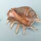 Large pink shell - Large Lambis - Strombidae - Lambis Truncata with 7 digitizations