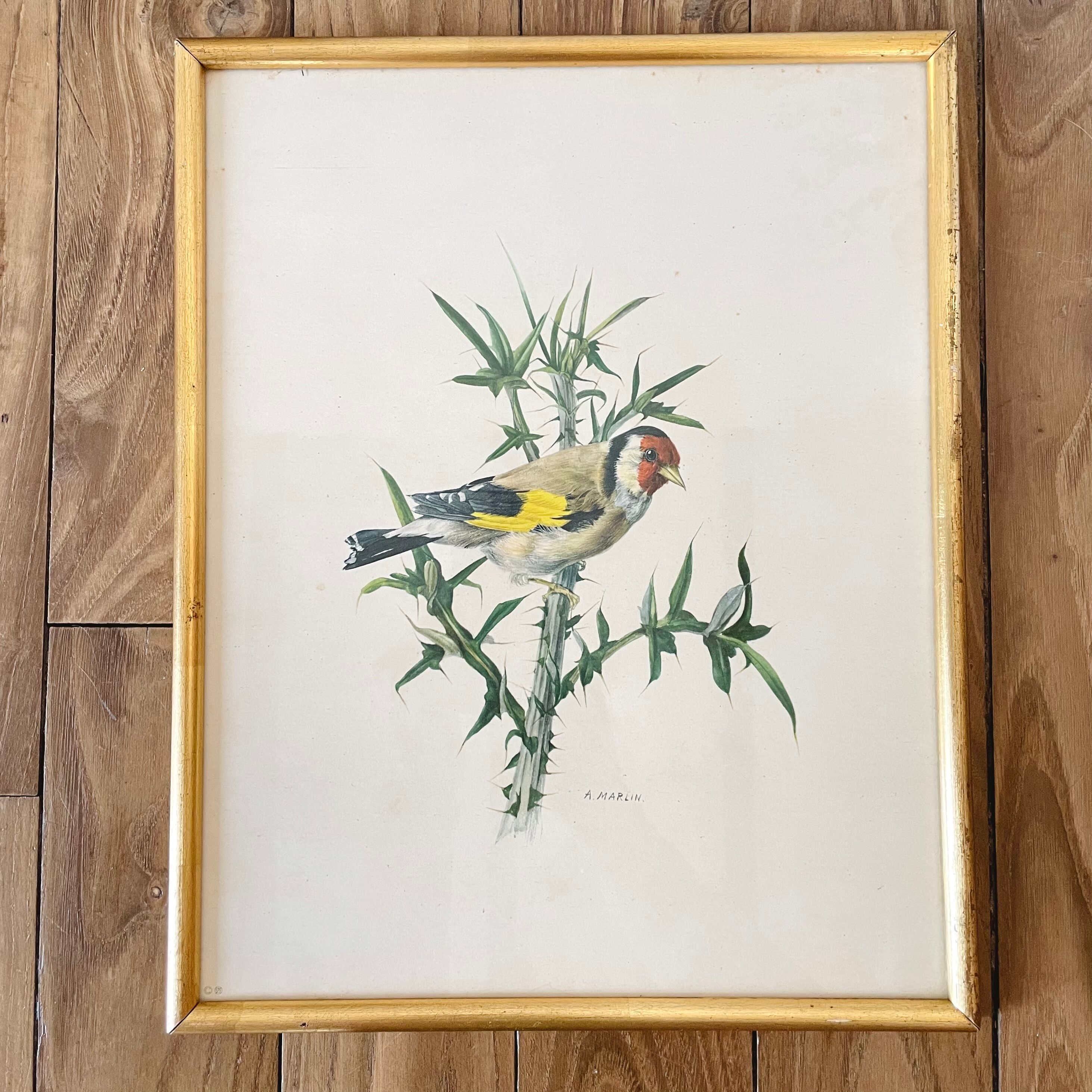 Lot of two illustration bird by To. Spearfish