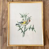 Lot de deux illustration oiseau par À. Marlin