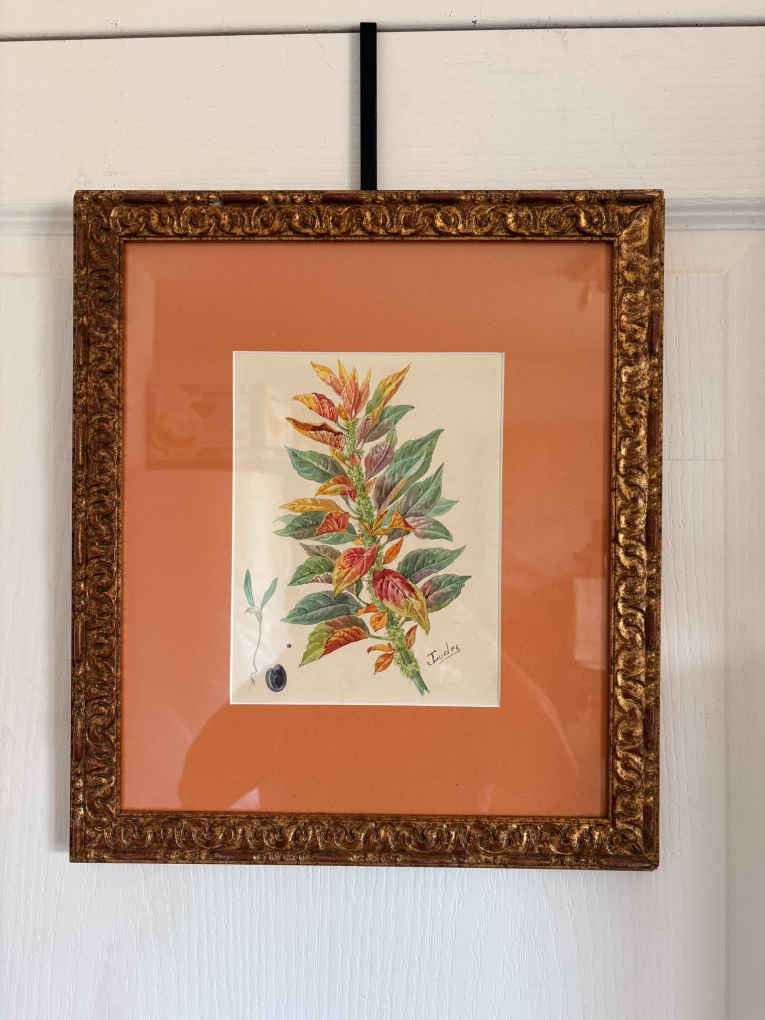 Tableau Aquarelle Iconographie Fleurs Naturalisme Amarante Tricolore Natura