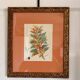Tableau Aquarelle Iconographie Fleurs Naturalisme Amarante Tricolore Natura