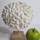 Ancient white labyrinthiform coral on pedestal