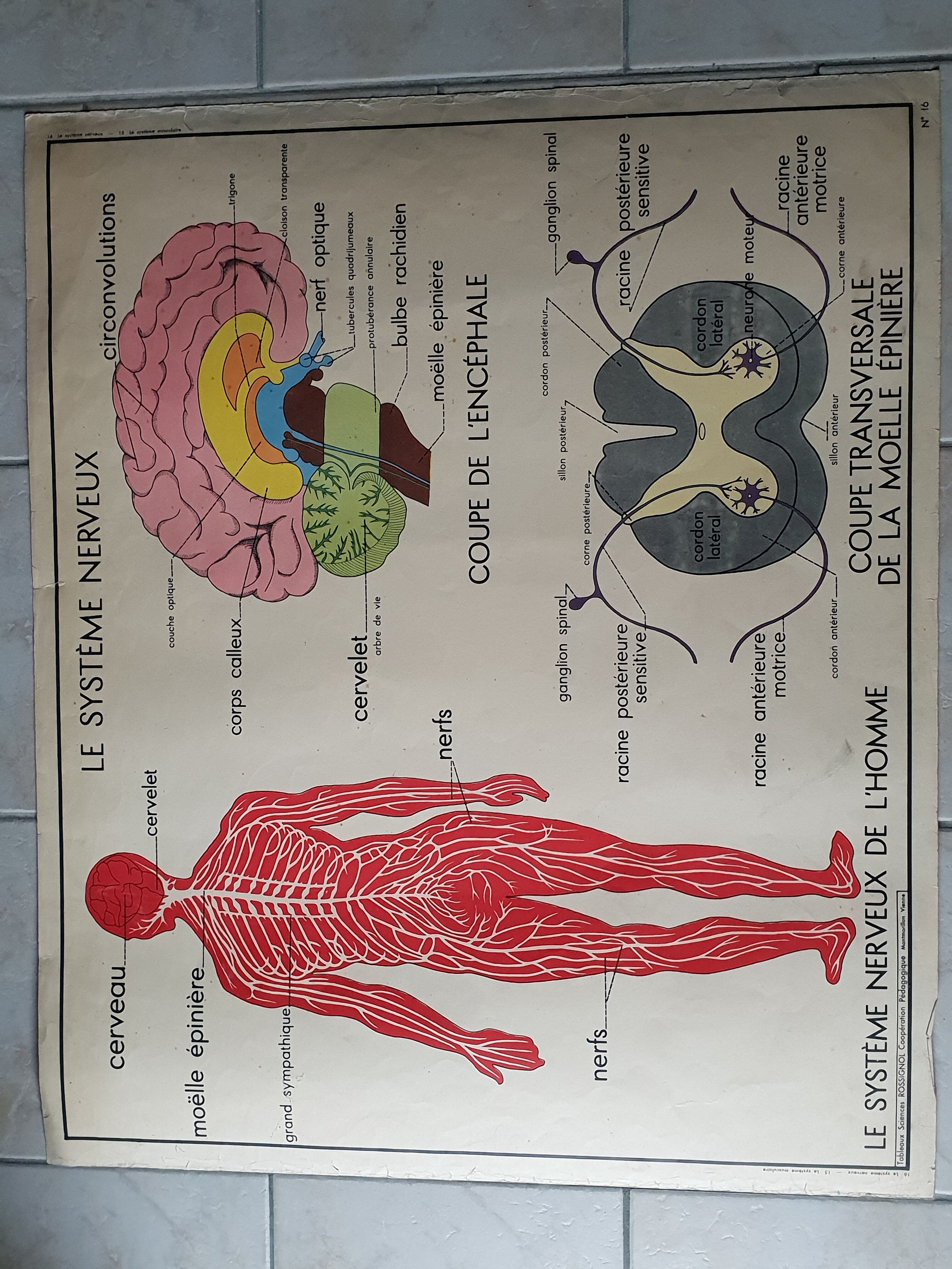 School poster Nightingale No.15 system nervous No.16 System muscle
